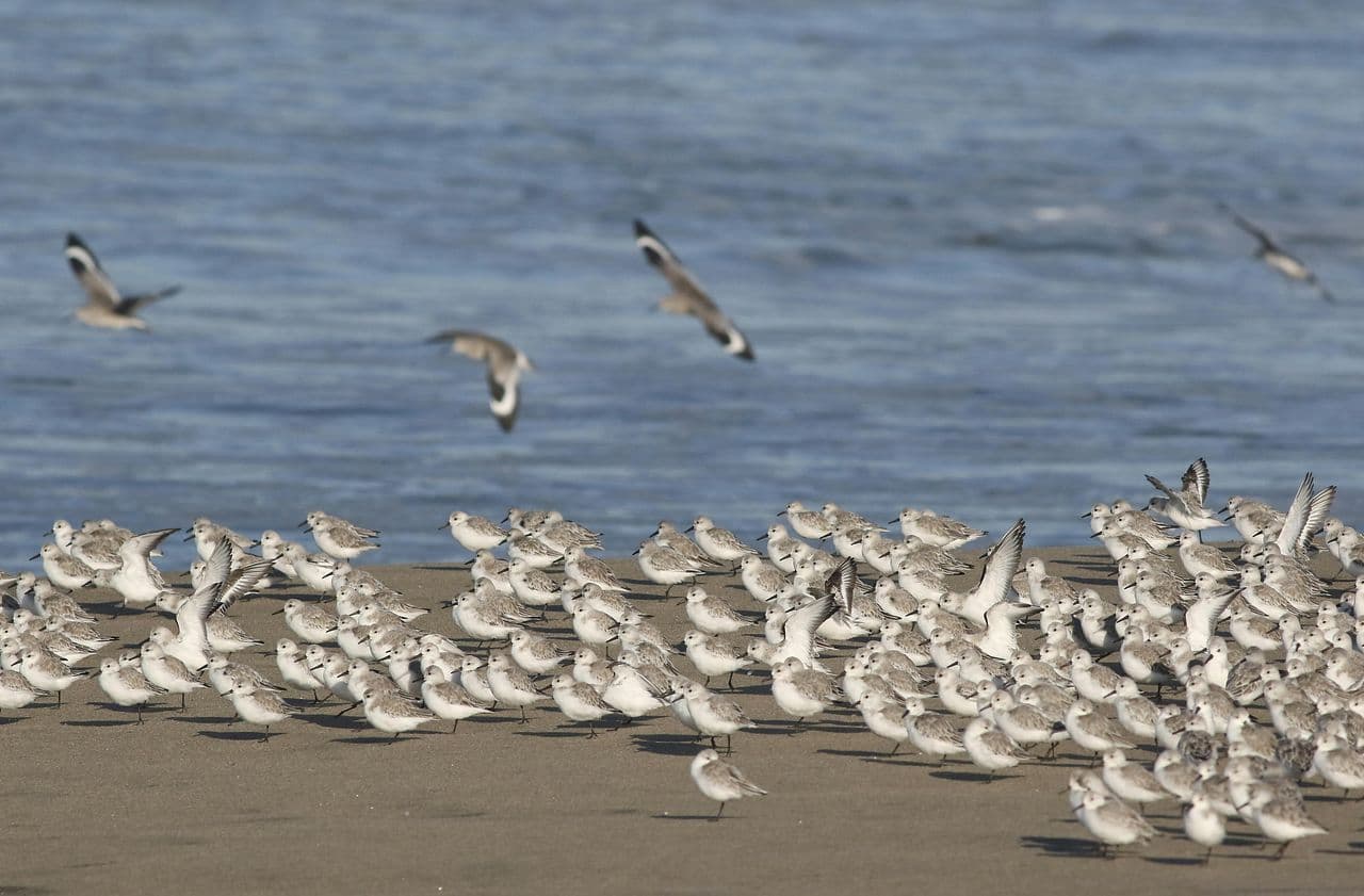 Reality of gang violence in Northern California