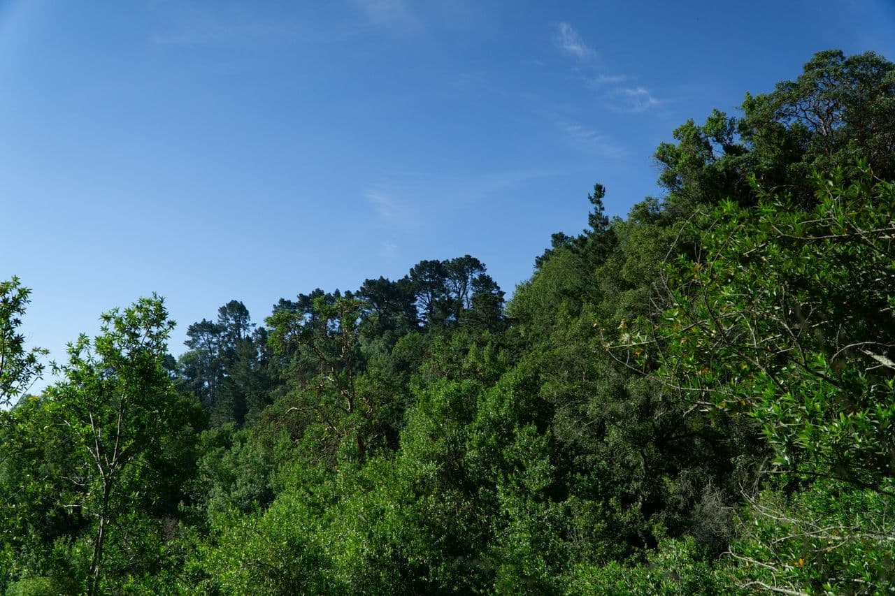 Public Health Insurance in California